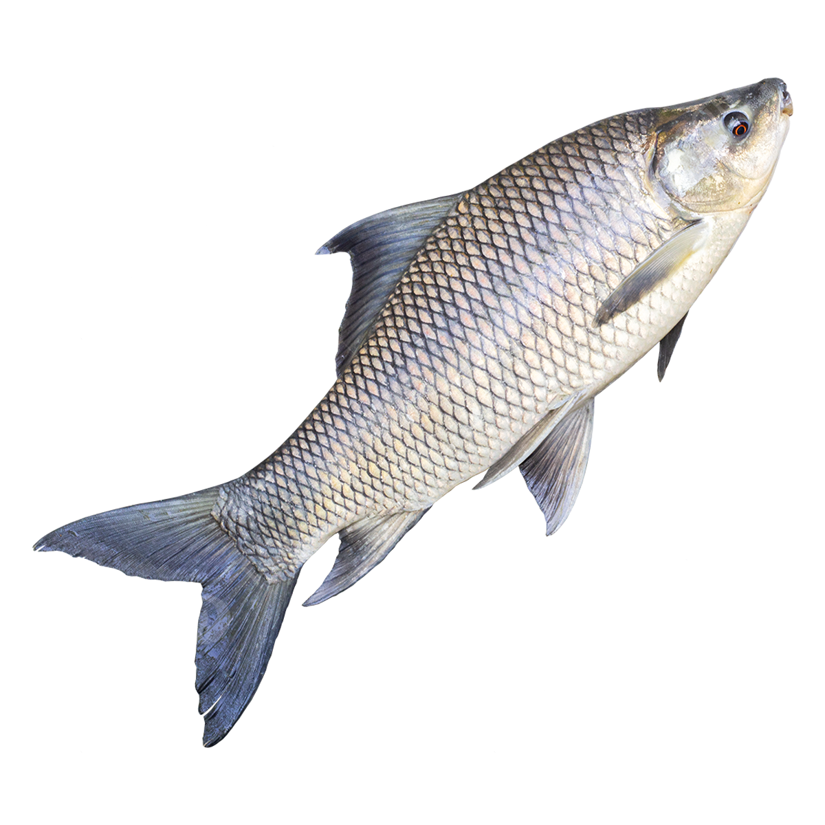 Sustainable Poultry and Fish Production